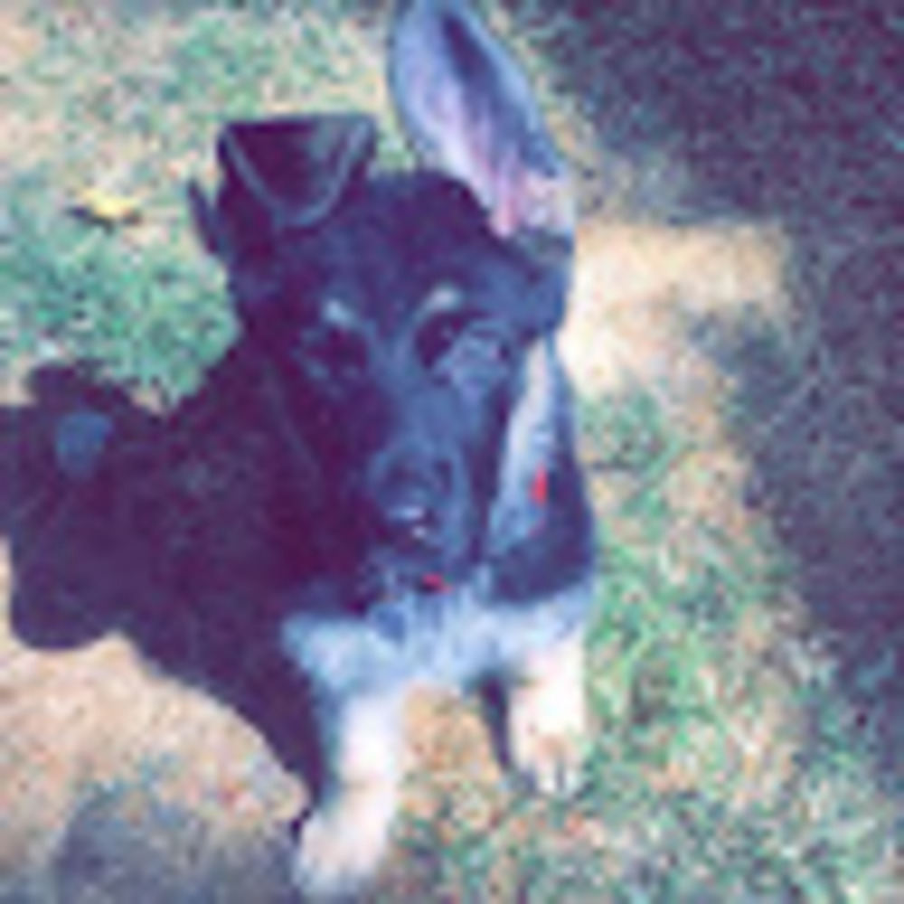 Meet your Posher, Sal